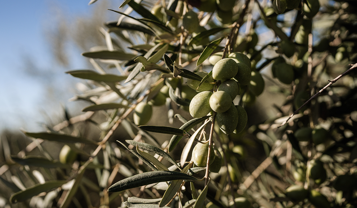 Nocellara dell’Etna: Un vulcano di sapori per un olio d’eccellenza