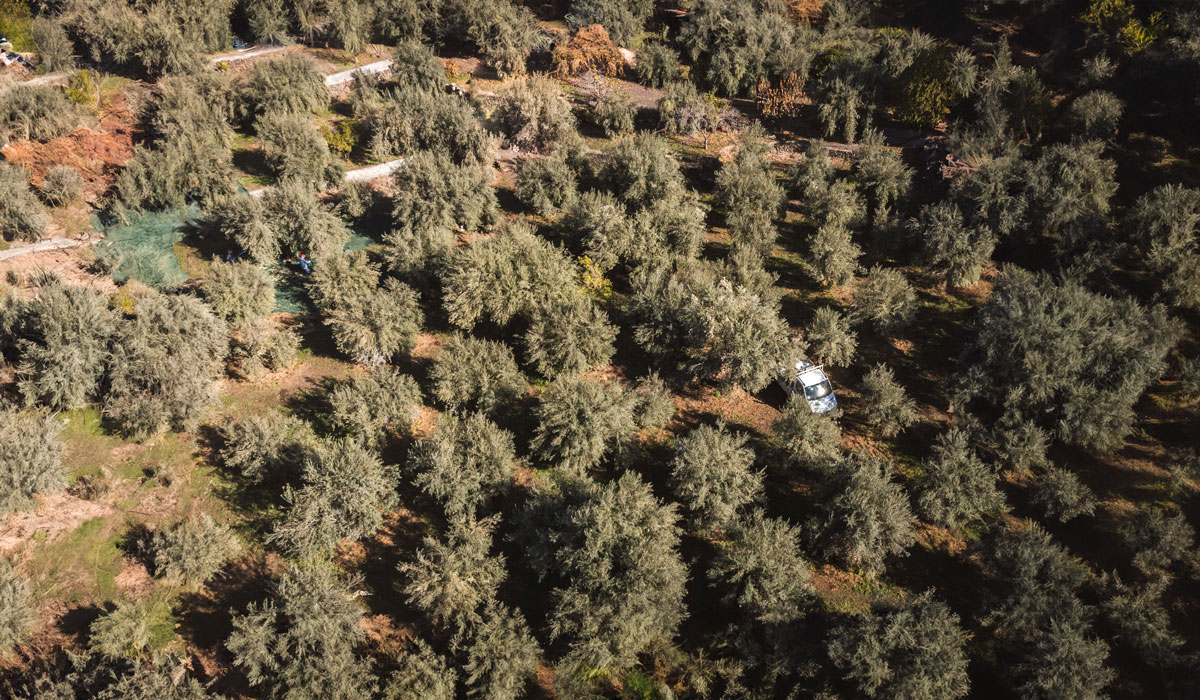 Il territorio etneo e la Nocellara dell’Etna: un legame profondo che si riflette nel nostro olio